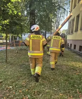 Ciężkowice: strażacy usuwali gniazdo szerszeni przy ul. Kasprzaka